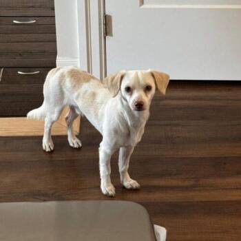 George -  Terrier and Mixed Breed Dog for Adoption in King City, Ontario - George | PetCurious