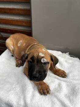 SAMUEL -  Mixed Breed Dog for Adoption in Dallas, Texas - SAMUEL | PetCurious