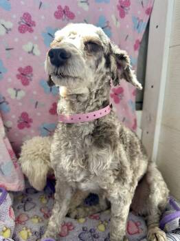 Laney Jul 26 -  Poodle Dog for Adoption in Pacolet, South Carolina - Laney Jul 26 | PetCurious