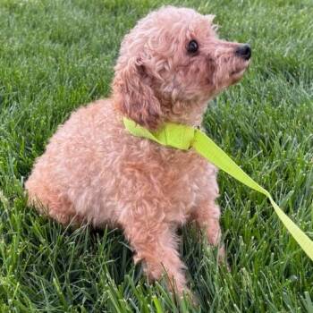 Poodle Dogs Available for Adoption in Cincinnati, Ohio - Dot | PetCurious
