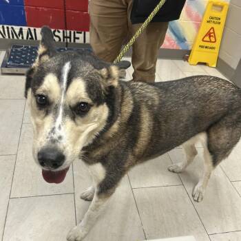 Husky Dogs Available for Adoption in Lufkin, Texas - Jim | PetCurious