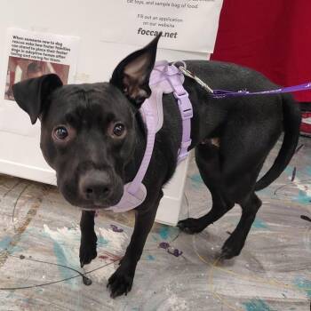 Staffordshire Bull Terrier and Patterdale Terrier Fell Terrier Dogs Available for Adoption - Mei | PetCurious