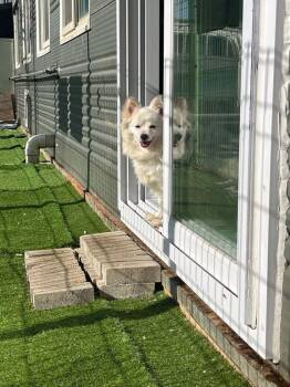 Wendy -  Spitz Dog for Adoption in New York, New York - Wendy | PetCurious