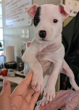 Lucy A219348 -  Pit Bull Terrier Dog for Adoption in Plano, Texas - Lucy A219348 | PetCurious