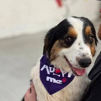 Australian Shepherd Dogs Available for Adoption in Yukon, Oklahoma - Titan | PetCurious