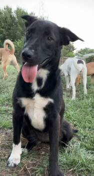 Border Collie Dogs Available for Adoption in Joshua, Texas - Sarabi | PetCurious