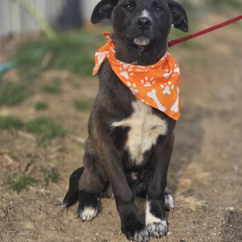 Siberian Husky Dogs Available for Adoption in Walthill, Nebraska - Earl | PetCurious