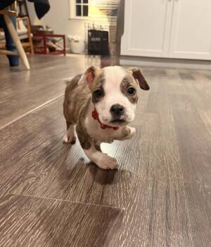 I-Hop -  Pit Bull Terrier Dog for Adoption in Wake Forest, North Carolina - I-Hop | PetCurious