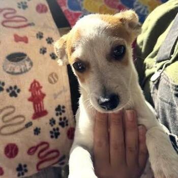 Corbin -  Terrier Dog for Adoption in Sonoma, California - Corbin | PetCurious