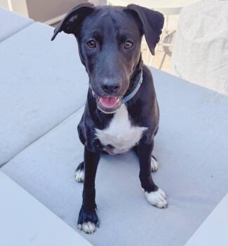 Labrador Retriever Dogs Available for Adoption in Pickering, Ontario - Star 4258 | PetCurious