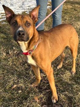 Shepherd Dogs Available for Adoption in Marion, Ohio - Gremlin | PetCurious