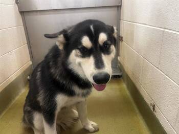 Rescue Siberian Husky and Mixed Breed Dogs for Adoption in Moreno Valley, California - A546262 | PetCurious