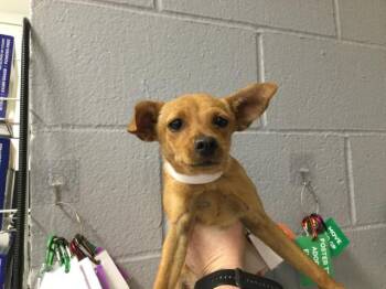 Chihuahua Dogs Available for Adoption in Thousand Palms, California - MAUDE | PetCurious