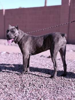 Leo - adopted -  Cane Corso Dog for Adoption in Glendale, Arizona - Leo - Adopted | PetCurious