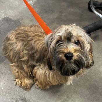 Shih Tzu Dogs Available for Adoption - Coco | PetCurious