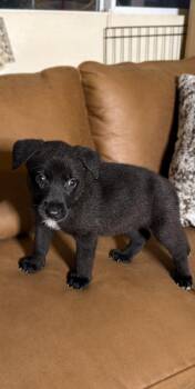MOLLY -  German Shepherd Dog Dog for Adoption in Los Angeles, California - MOLLY | PetCurious