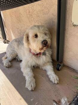 Libby -  Maltese Dog for Adoption in Carlsbad, California - Libby | PetCurious