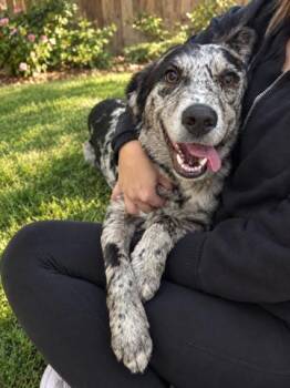Callie -  Catahoula Leopard Dog Dog for Adoption in Woodstock, Ontario - Callie | PetCurious