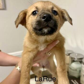 Mixed Breed Dogs Available for Adoption - LaRue | PetCurious