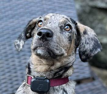 Poker Shuffle - Local Pup -  Labrador Retriever Dog for Adoption in Andover, Massachusetts - Poker Shuffle - Local Pup | PetCurious