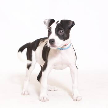 Terrier and Mixed Breed Dogs Available for Adoption in Montgomery, Alabama - Louie | PetCurious