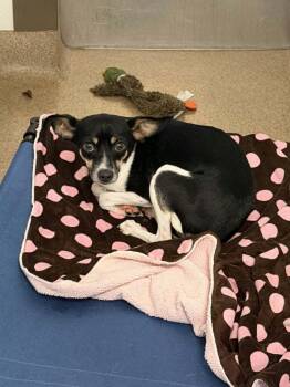 Remington -  Rat Terrier Dog for Adoption in Chambersburg, Pennsylvania - Remington | PetCurious