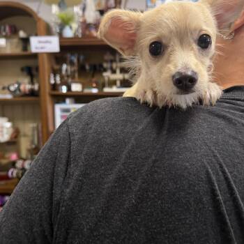 Cuteness -  Chihuahua and Norfolk Terrier Dog for Adoption in Broken Arrow, Oklahoma - Cuteness | PetCurious