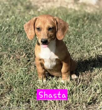 Shasta -  Dachshund and Australian Cattle Dog Blue Heeler Dog for Adoption in Norfolk, Massachusetts - Shasta | PetCurious