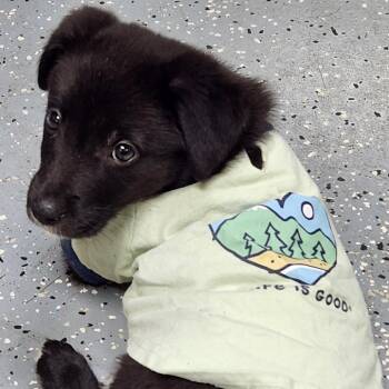 Pepperoni -  Great Pyrenees and Mixed Breed Dog for Adoption in Tyler, Texas - Pepperoni | PetCurious