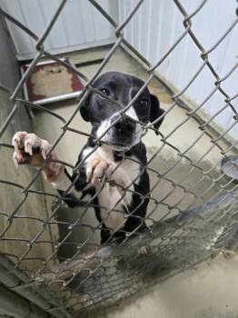 Flower -  Pit Bull Terrier Dog for Adoption in Sullivan, Indiana - Flower | PetCurious