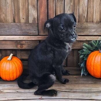 Rescue Pug and Shih Tzu Dogs for Adoption in Phoenix, Arizona - Maggie | PetCurious