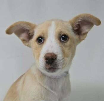 Labrador Retriever and Basenji Dogs Available for Adoption in Brewster, New York - Alysheba (A Pups) | PetCurious