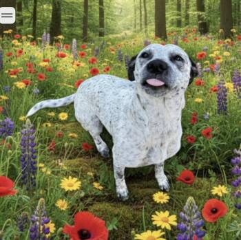 German Shorthaired Pointer Dogs Available for Adoption in Palm Harbor, Florida - Freckles | PetCurious