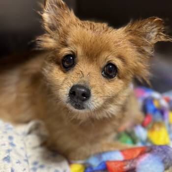 Rescue Pomeranian Dogs for Adoption in West Chester, Pennsylvania - Bebe | PetCurious