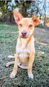 Rescue Mixed Breed Dogs for Adoption in West Chester, Pennsylvania - Cowardly Lion | PetCurious