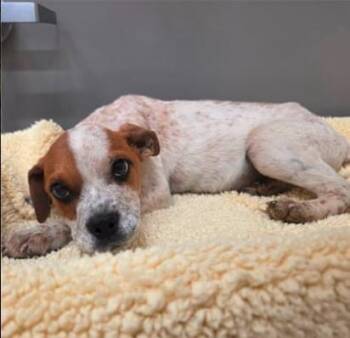 Mixed Breed Dogs Available for Adoption - Bort | PetCurious