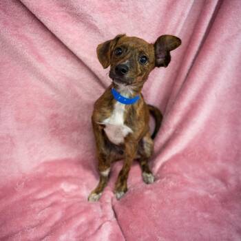 Odysseus -  Dachshund and Chihuahua Dog for Adoption in Pawling, New York - Odysseus | PetCurious