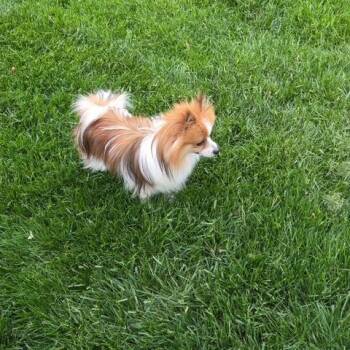 Pomeranian Dogs Available for Adoption in Dayton, Ohio - Enrique | PetCurious