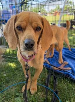 Molly -  Beagle Dog for Adoption in Beavercreek, Oregon - Molly | PetCurious