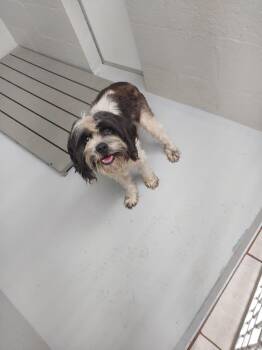 Bronson -  Terrier Dog for Adoption in Mocksville, North Carolina - Bronson | PetCurious