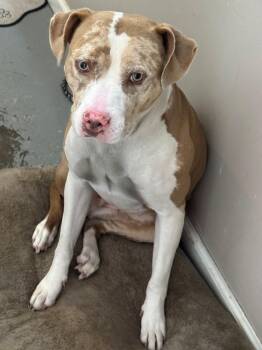 Rescue American Bully Dogs for Adoption in Berea, Kentucky - Clover | PetCurious