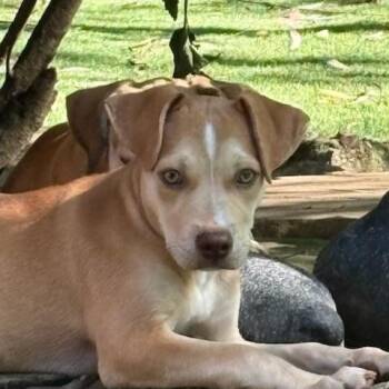 Luna -  Yellow Labrador Retriever and Hound Dog for Adoption in Cincinnati, Ohio - Luna | PetCurious