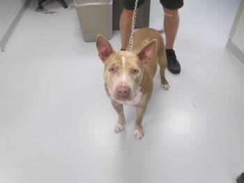 CASH -  Catahoula Leopard Dog Dog for Adoption in Ocala, Florida - CASH | PetCurious