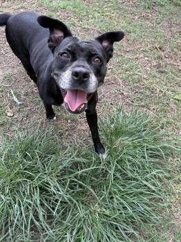 Mixed Breed Dogs Available for Adoption in Spring, Texas - Cookie | PetCurious