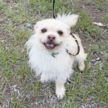Mixed Breed Dogs Available for Adoption in Hailey, Idaho - Snow | PetCurious