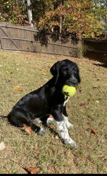 Rescue German Shorthaired Pointer and Border Collie Dogs for Adoption in Ball Ground, Georgia - Einstein | PetCurious