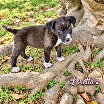 Loretta -  Mixed Breed Dog for Adoption in Brewton, Alabama - Loretta | PetCurious