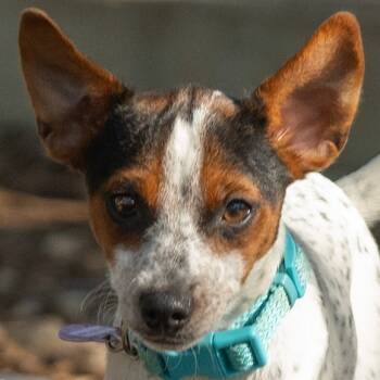 Rescue Cattle Dog and Chihuahua Dogs for Adoption in Wimberley, Texas - Stefan | PetCurious