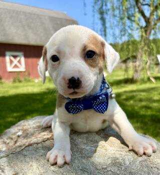 Retriever and Hound Dogs Available for Adoption in Pittsboro, North Carolina - Jackson | PetCurious