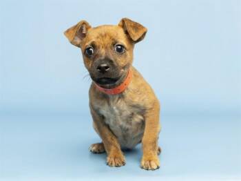 Chihuahua Dogs Available for Adoption in Phoenix, Arizona - BRINDERELLA | PetCurious